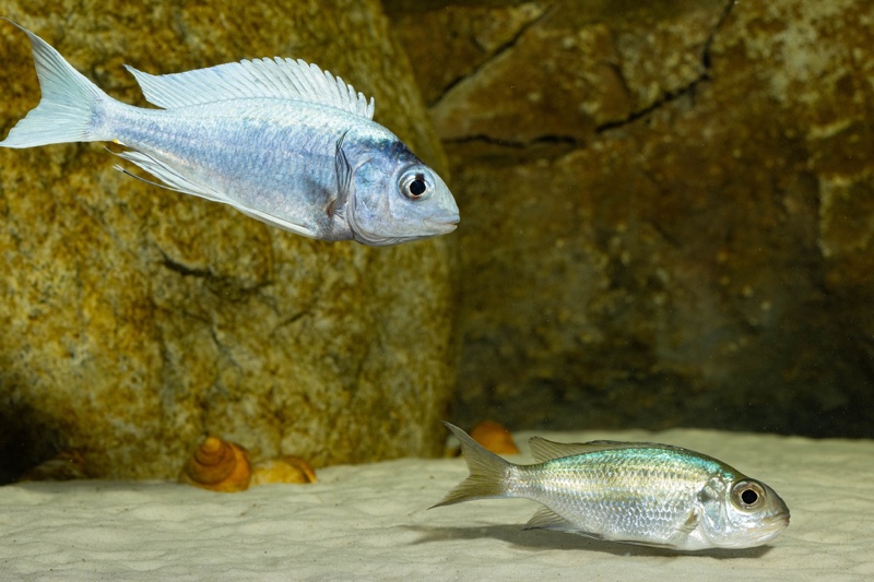 Ophthalmotilapia ventralis 'Kafyoko Point'